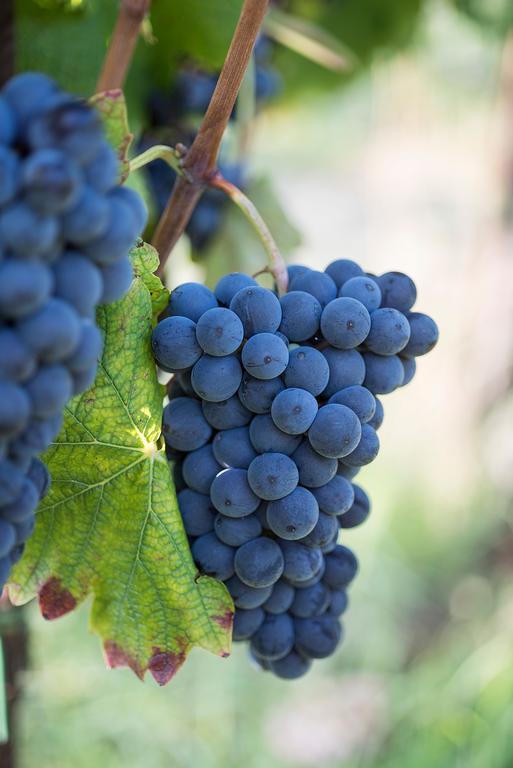 Agriturismo Albarossa Nizza Monferrato Exterior foto